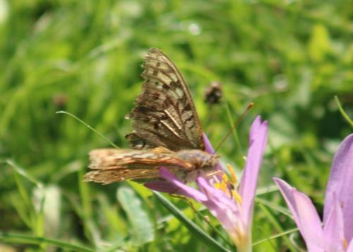 Argynnis pandora